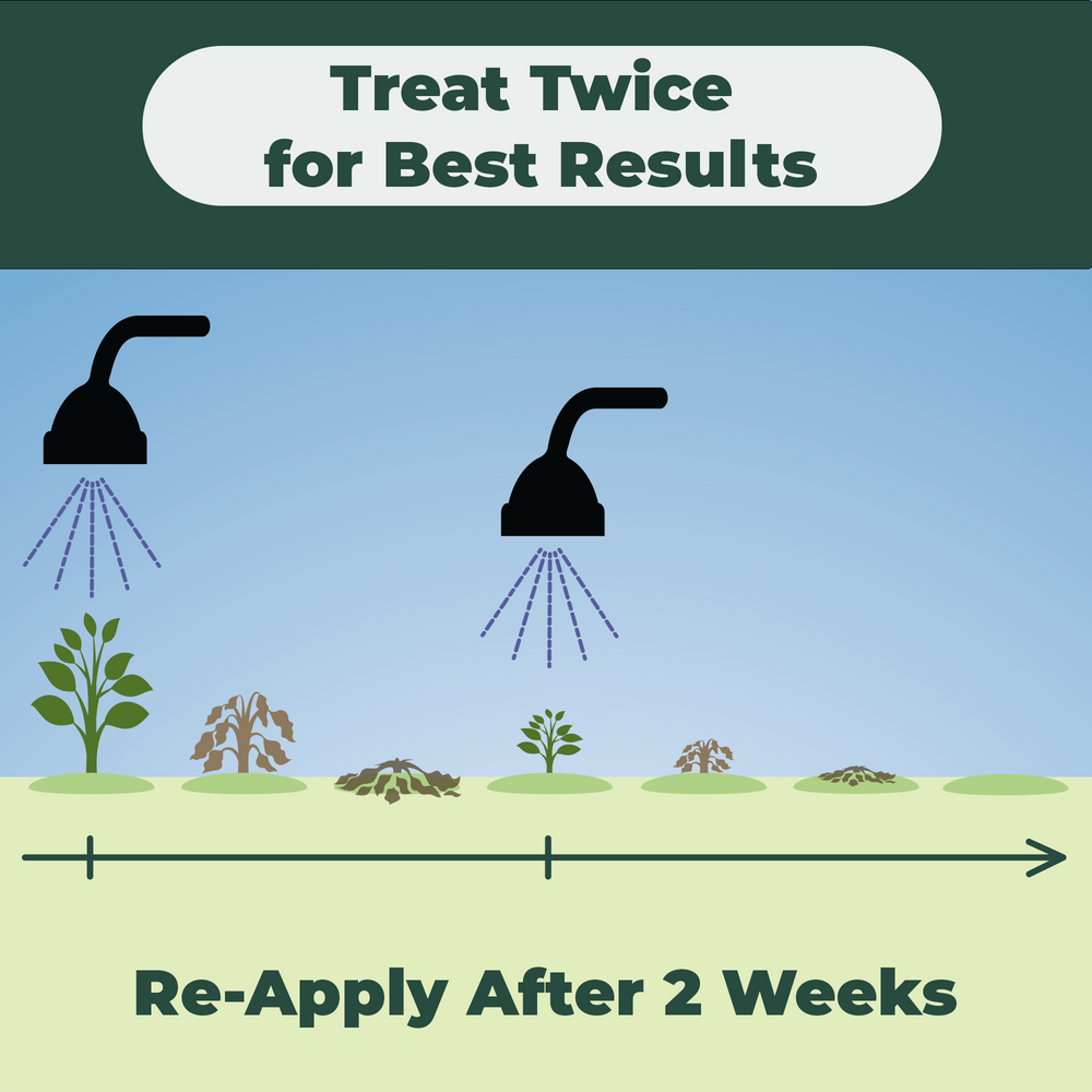 
                  
                    Weedspear Herbicide Weed Killer Concentrate with Acidifier - Powerful Natural Weed Control – Set of 2 Gallons
                  
                