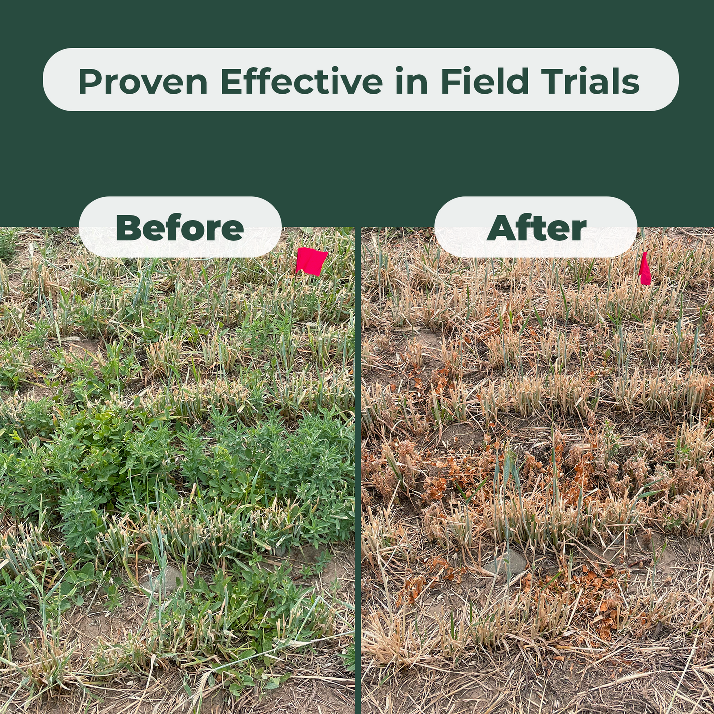 
                  
                    Weedspear Herbicide Weed Killer Concentrate with Acidifier - Powerful Natural Weed Control – Set of 2 Gallons
                  
                